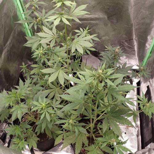 42 Fast Buds. Week 5