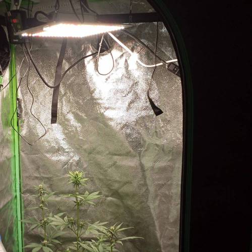 42 Fast Buds. Week 5