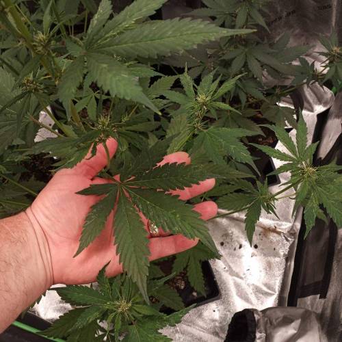 42 Fast Buds. Week 5