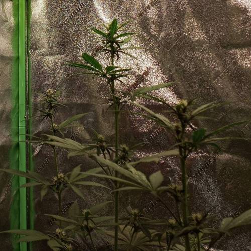 42 Fast Buds. Week 5