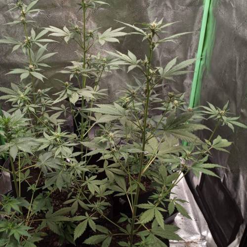 42 Fast Buds. Week 5