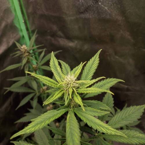 42 Fast Buds. Week 5