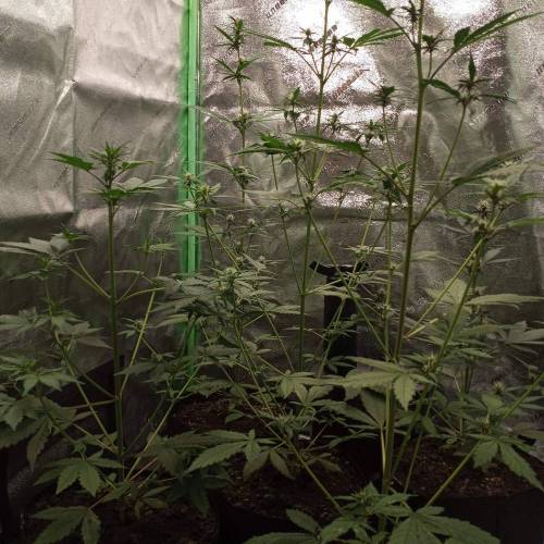 42 Fast Buds. Week 5