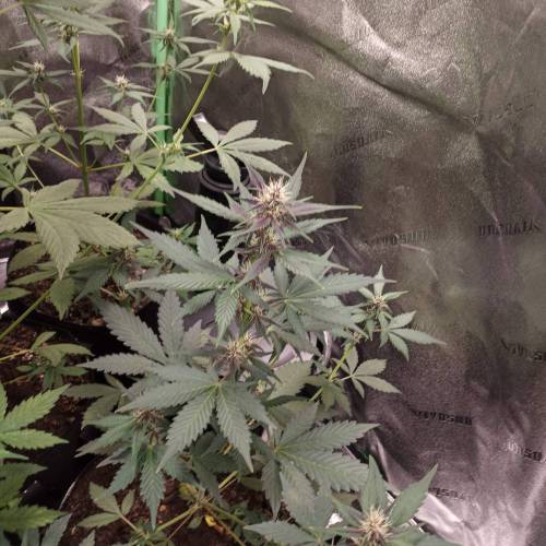 42 Fast Buds. Week 5