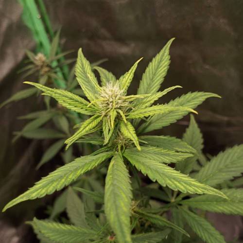 42 Fast Buds. Week 5