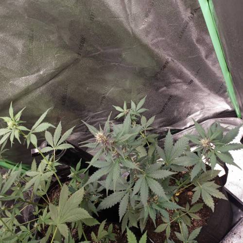 42 Fast Buds. Week 5