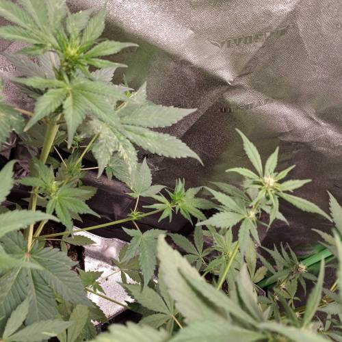 42 Fast Buds. Week 5