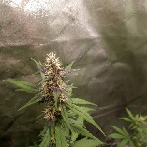 42 Fast Buds. Week 6