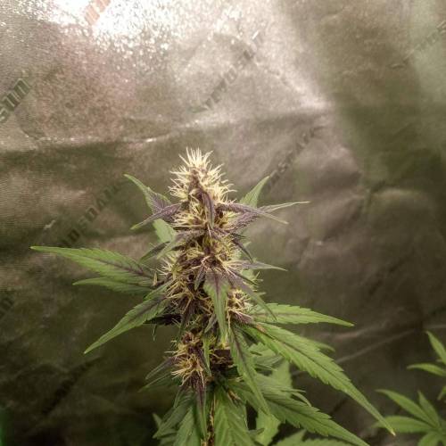 42 Fast Buds. Week 6