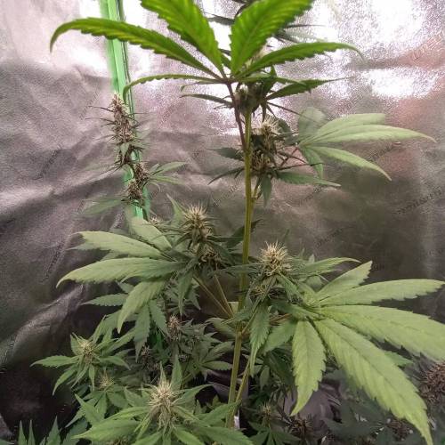 42 Fast Buds. Week 6