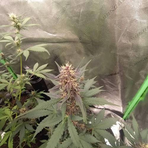 42 Fast Buds. Week 6