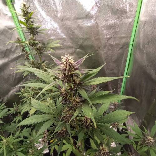 42 Fast Buds. Week 6