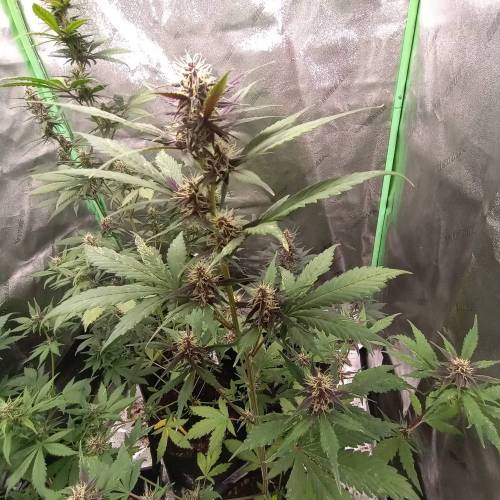 42 Fast Buds. Week 6