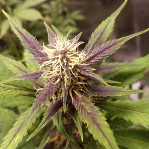 42 Fast Buds. Week 6