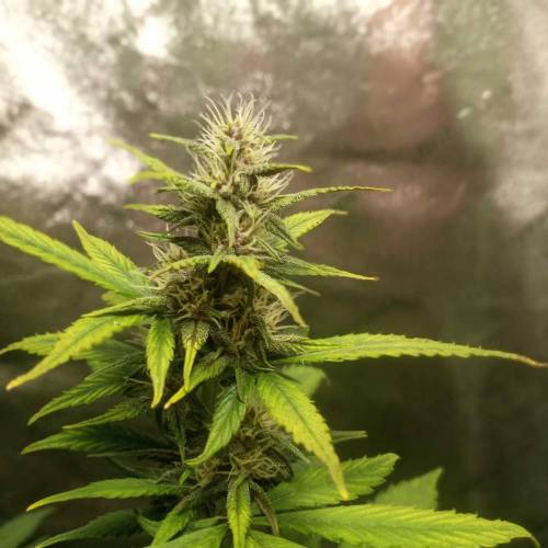 42 Fast Buds. Week 6