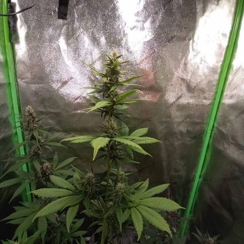 42 Fast Buds. Week 6