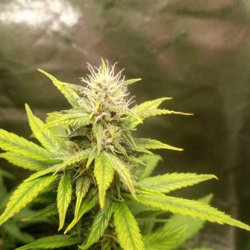 42 Fast Buds. Week 6