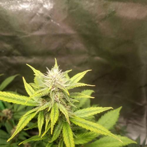 42 Fast Buds. Week 6