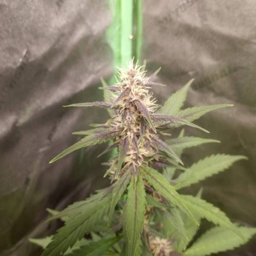 42 Fast Buds. Week 6