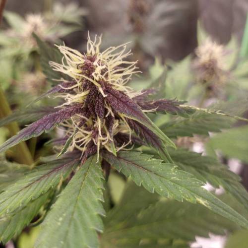 42 Fast Buds. Week 6