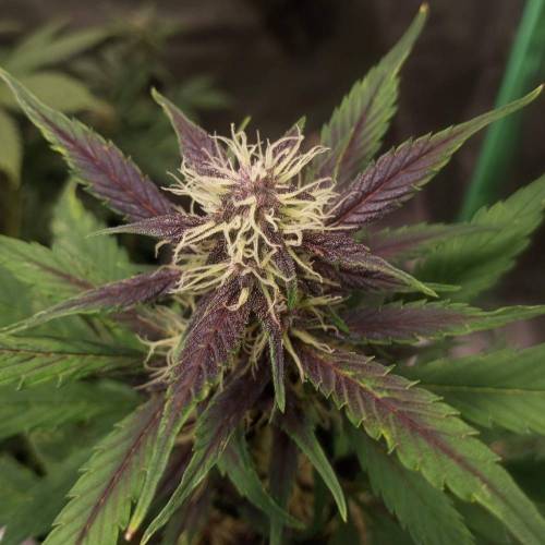 42 Fast Buds. Week 6