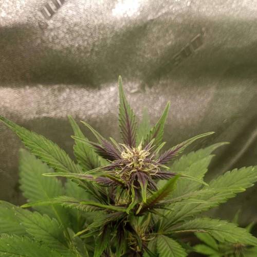 42 Fast Buds. Week 6