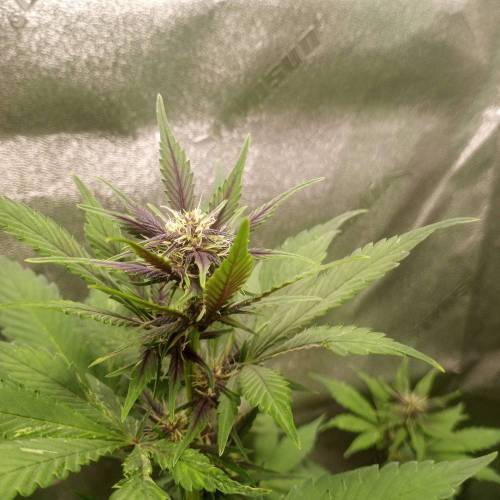 42 Fast Buds. Week 6