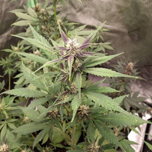 42 Fast Buds. Week 6