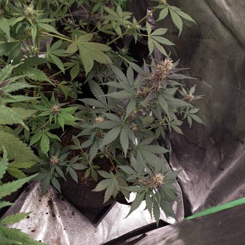 42 Fast Buds. Week 6