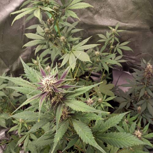 42 Fast Buds. Week 6