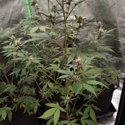 42 Fast Buds. Week 6