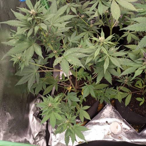 42 Fast Buds. Week 6