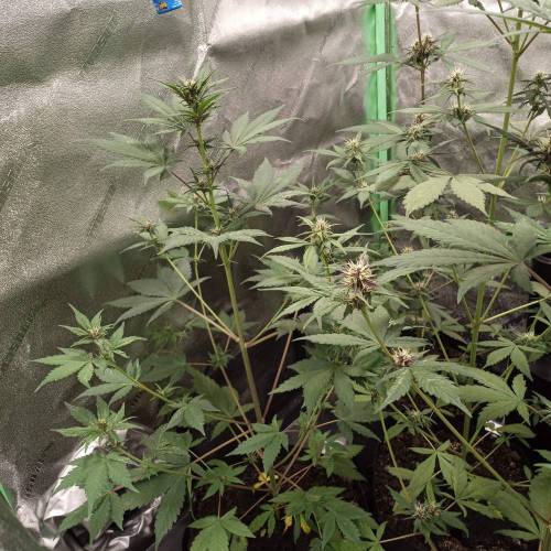 42 Fast Buds. Week 6