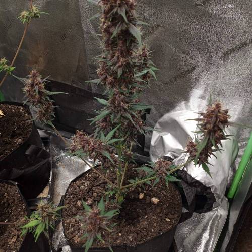 42 Fast Buds. Week 9