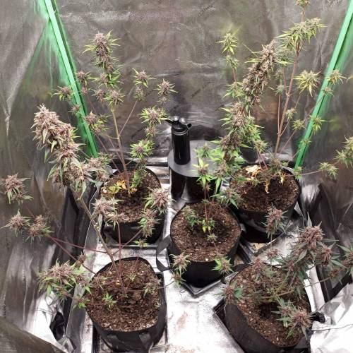 42 Fast Buds. Week 9