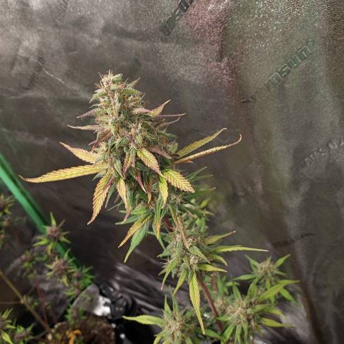 42 Fast Buds. Week 9