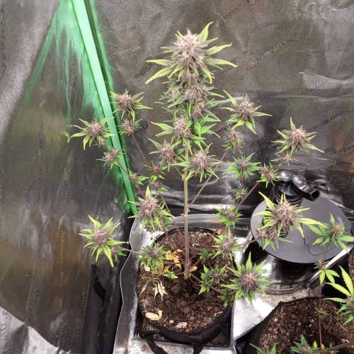 42 Fast Buds. Week 9