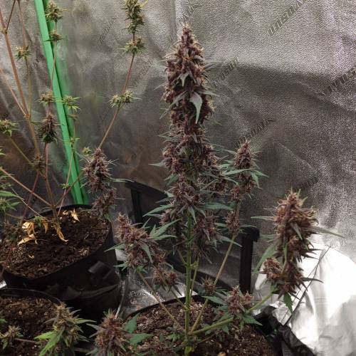 42 Fast Buds. Week 9