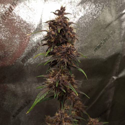 42 Fast Buds. Week 9