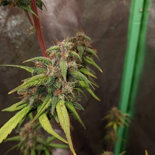 42 Fast Buds. Week 10