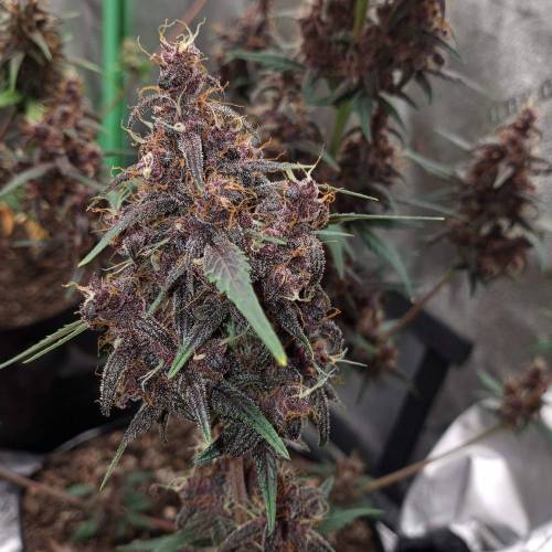 42 Fast Buds. Week 10