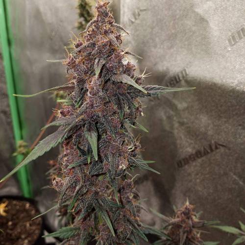 42 Fast Buds. Week 10