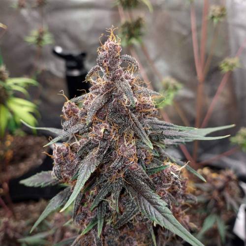 42 Fast Buds. Week 10