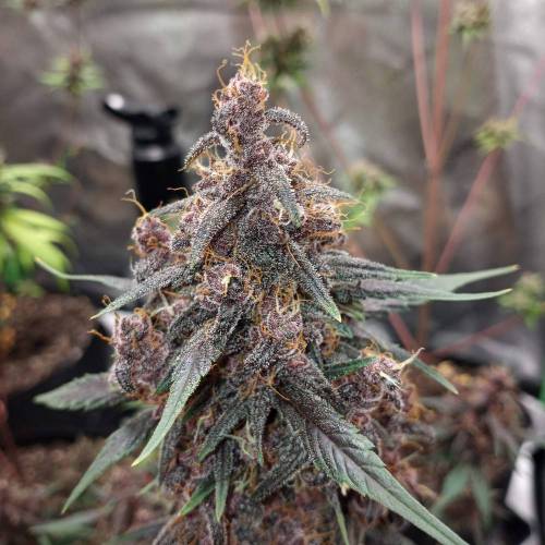 42 Fast Buds. Week 10