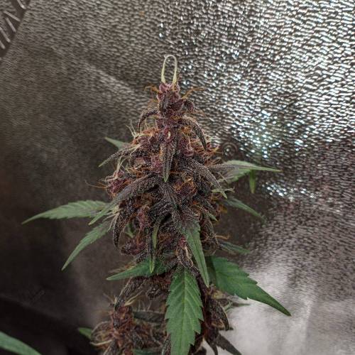 42 Fast Buds. Week 10