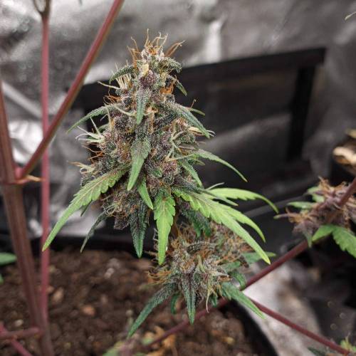 42 Fast Buds. Week 10