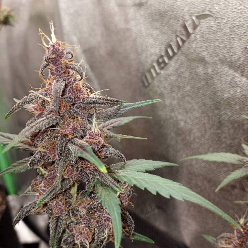 42 Fast Buds. Week 10