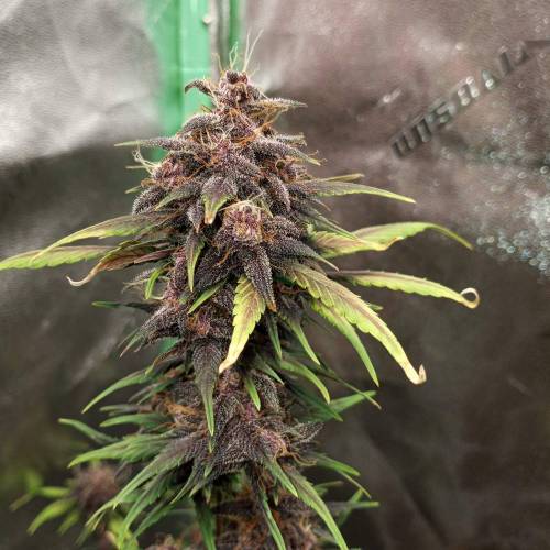 42 Fast Buds. Week 10