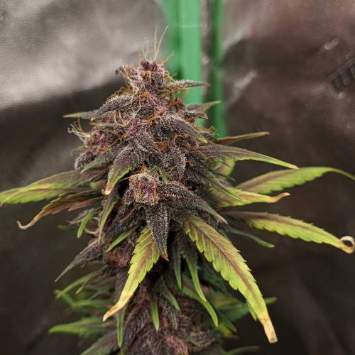 42 Fast Buds. Week 10