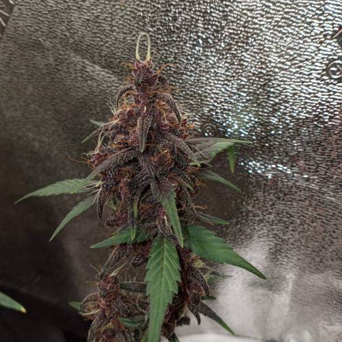 42 Fast Buds. Week 10